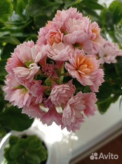 Каланхоэ цветущий