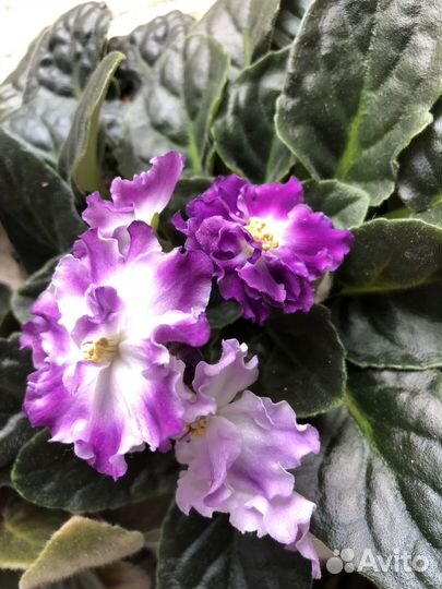 Фиалки цветущие в горшке