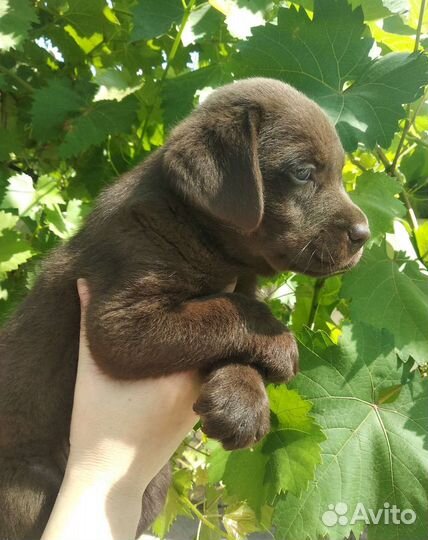 Щенки лабрадора