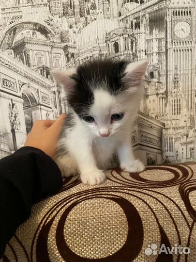 Котята