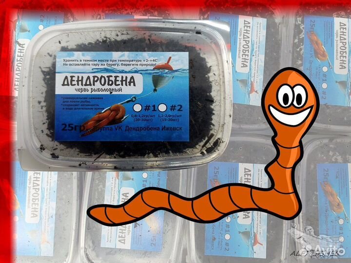 Черви