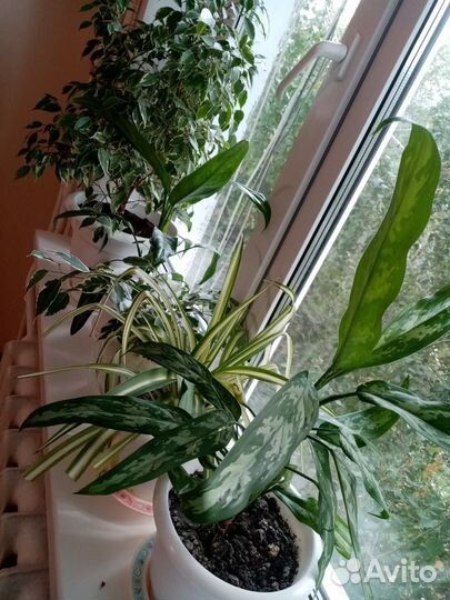 Хлорофитум, спатифиллум, антуриум, фикус, доллар