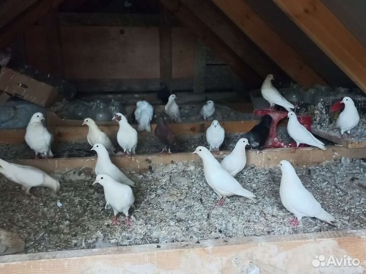 Продажа голубей