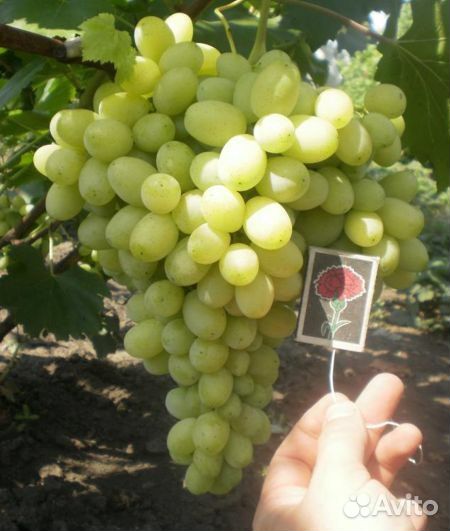 Виноград