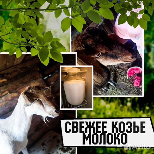 Козье молоко