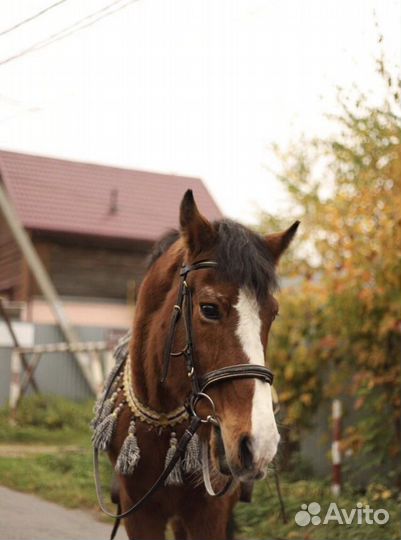 Конский навоз и перегной доставка