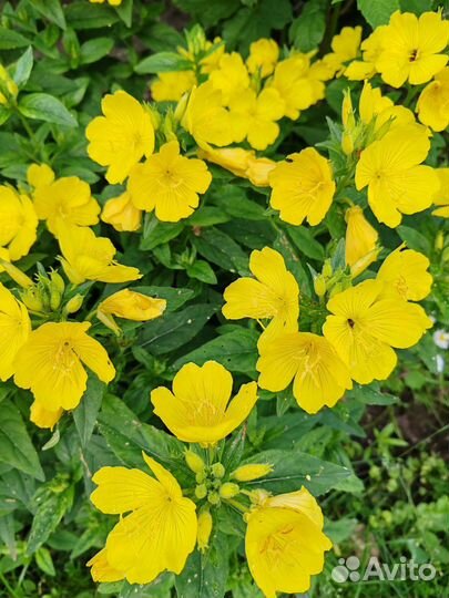 Многолетники