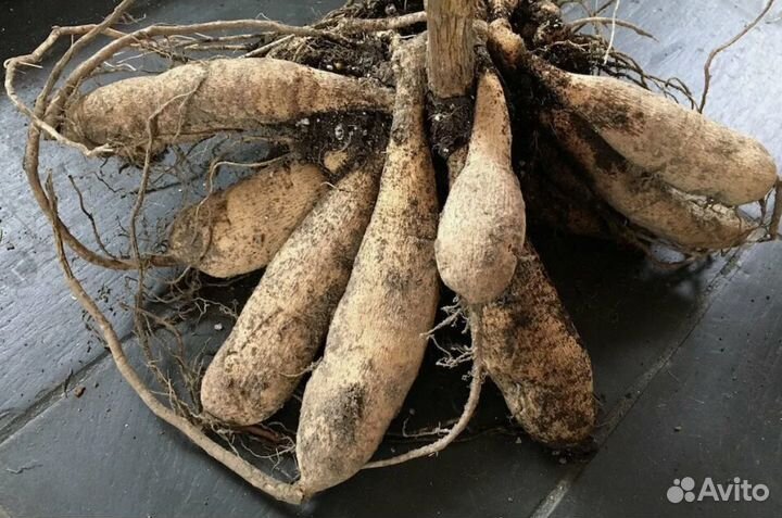 Георгины клубни