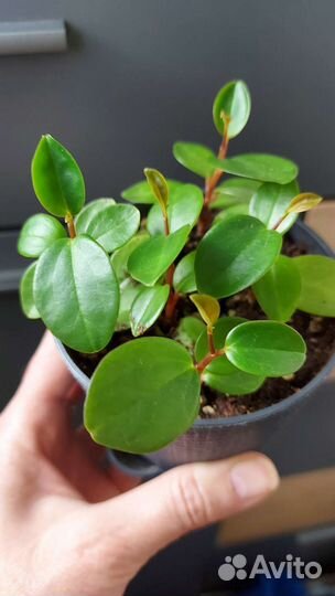 Комнатные растения