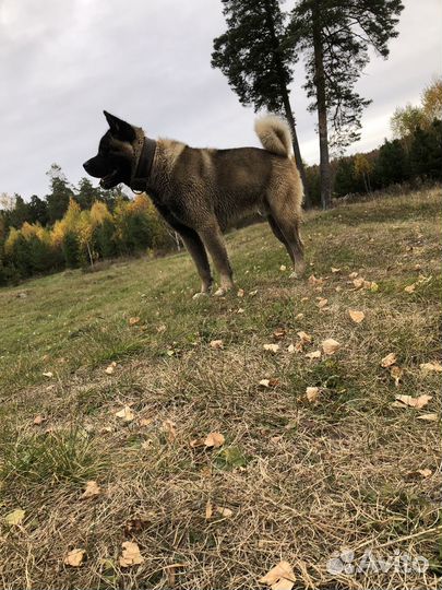 Случка собак