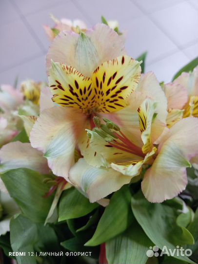 Букет из альстромерий