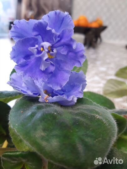 Фиалка сортовая цветущая