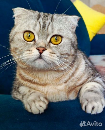 Отдам кошечку в добрые руки