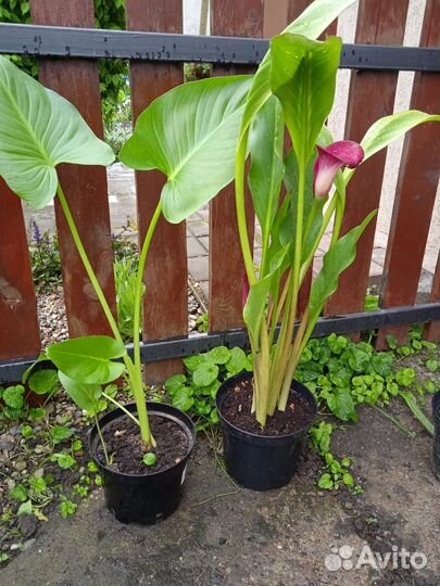 Комнатные цветы