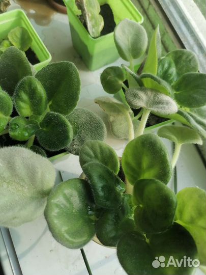 Фиалки белые