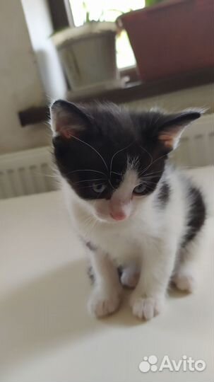Котята в хорошие руки