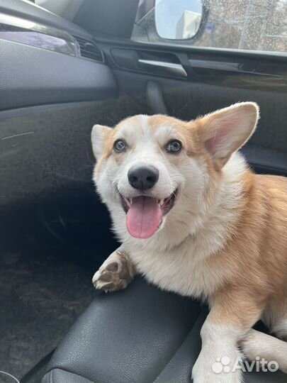 Вельш-корги пемброк вязка