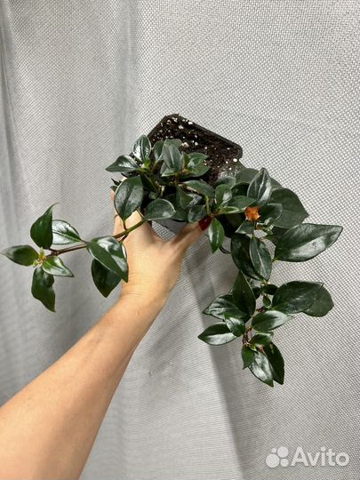 Комнатные цветы-гипоцирта