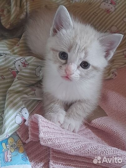 Котята 2 месяца. Мальчики