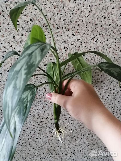 Аглаонема переменчивая