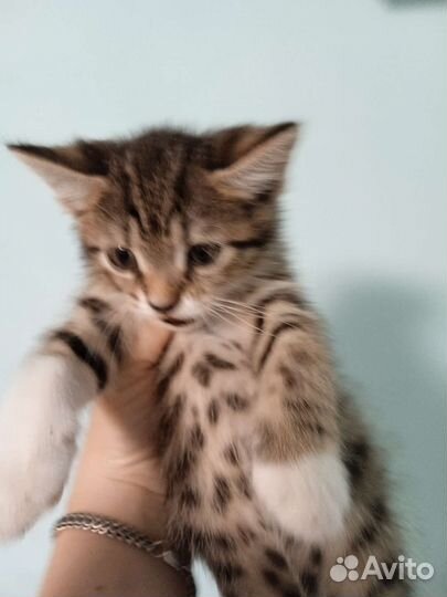 Котята в дар