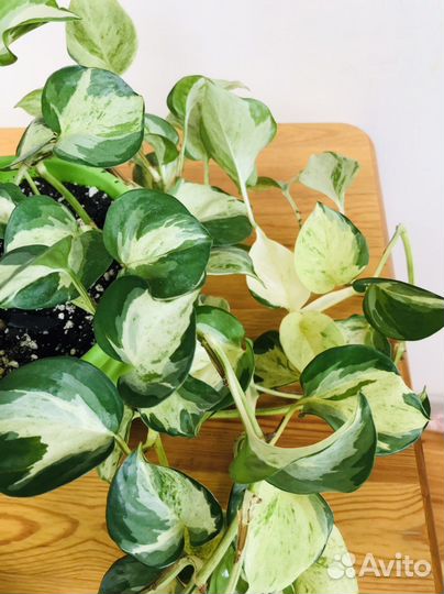 Сциндапсус марбл apple