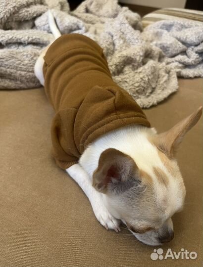 Толстовка для собак коричневая чихуахуа йорк s xs