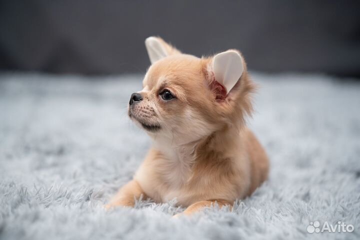 Щенки чихуахуа