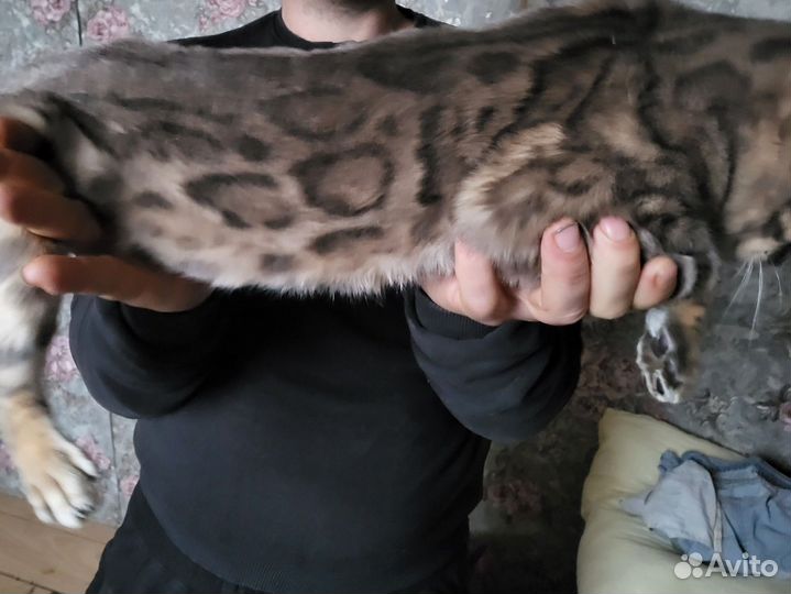Бенгальский кот вязка