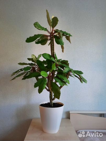 Молочай большой