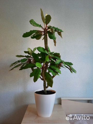 Молочай большой