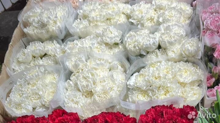 Доставка цветов / Гвоздики