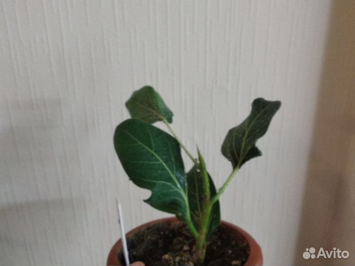 Фикус Кришна