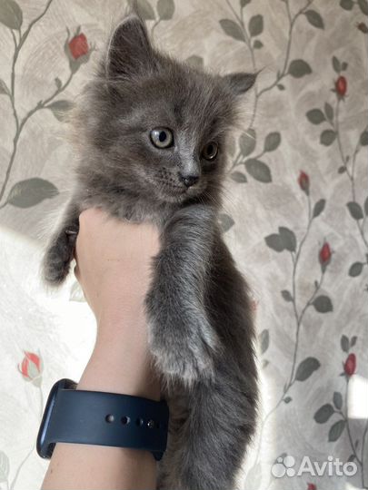Котенок ищет дом