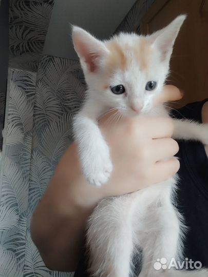 Отдам котят (мальчики)