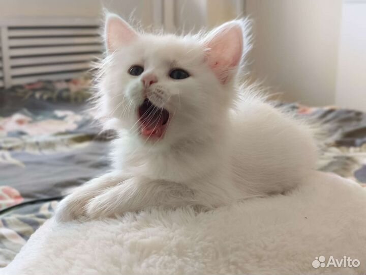 Котята девочки ищут семью