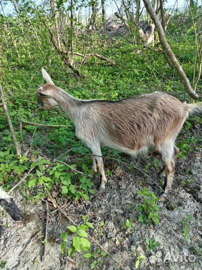 Козы и козлы на племя