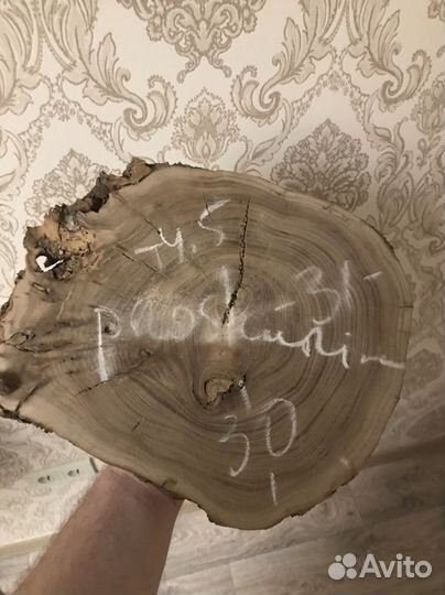 Спил карагача