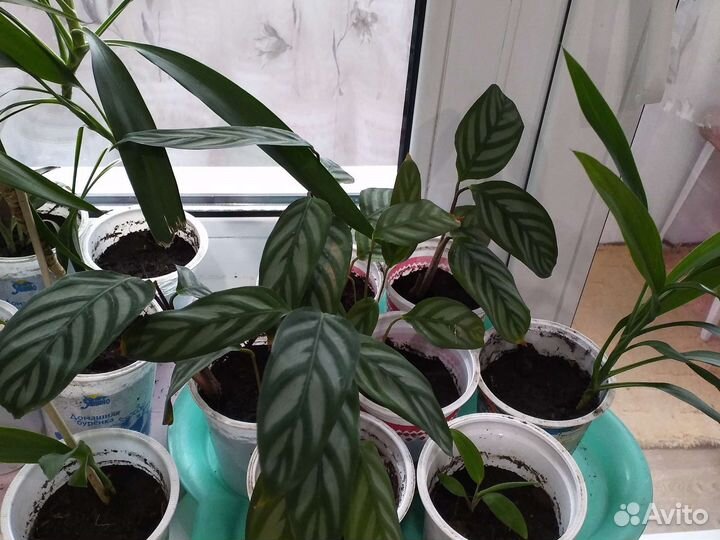 Пальма Кардилина и другие