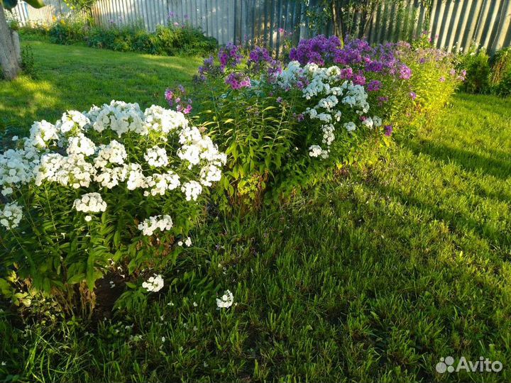 Флоксы многолетние