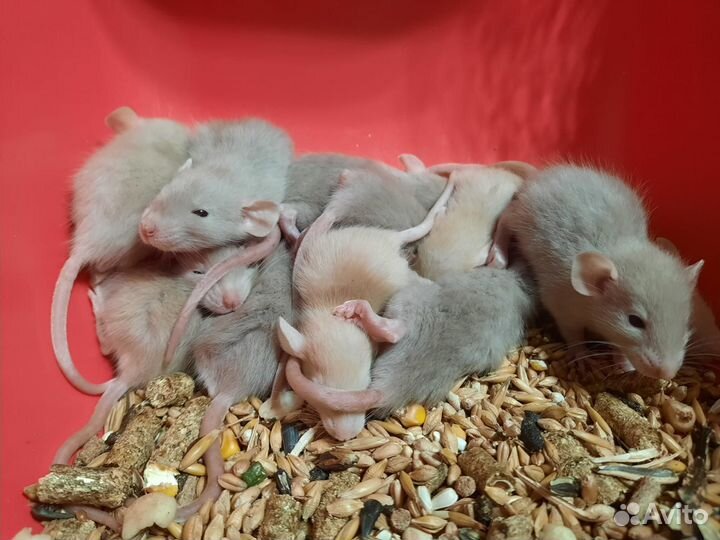 Крысы. Канадские крысята (жемчужные)