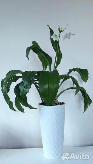 Аглаонема фикусы лилии в высоком кашпо Растения