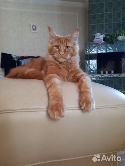 Котята майнкун