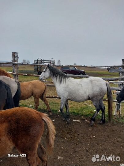Продам лошадь (кобыла)
