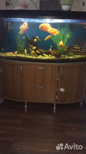 Аквариумные рыбки