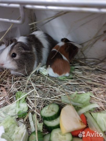 Морские свинки малыши