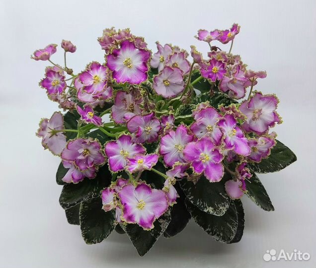 Сортовые фиалки