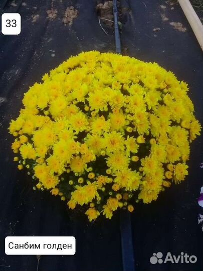 Хризантема Мультифлора (шаровидная)