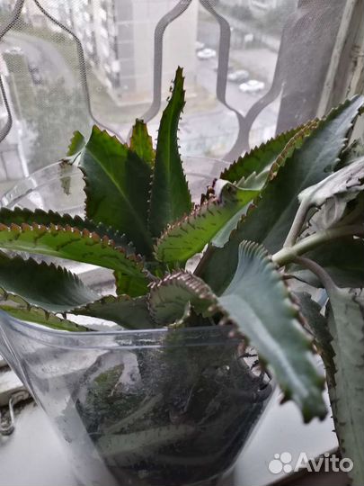 Каланхоэ лечебное