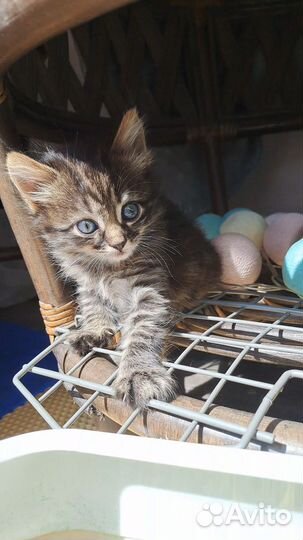 Котёнок ищет дом